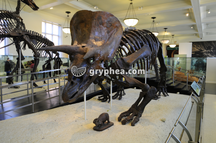Triceratops (Galerie du MHN de New York) - gryphea.org
